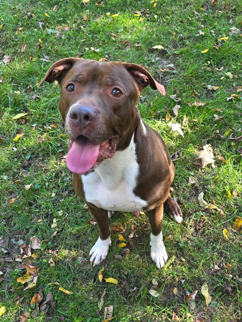 An adult large-sized male American Staffordshire Terrier dog named Teddy for adoption in Washingtonville, NY