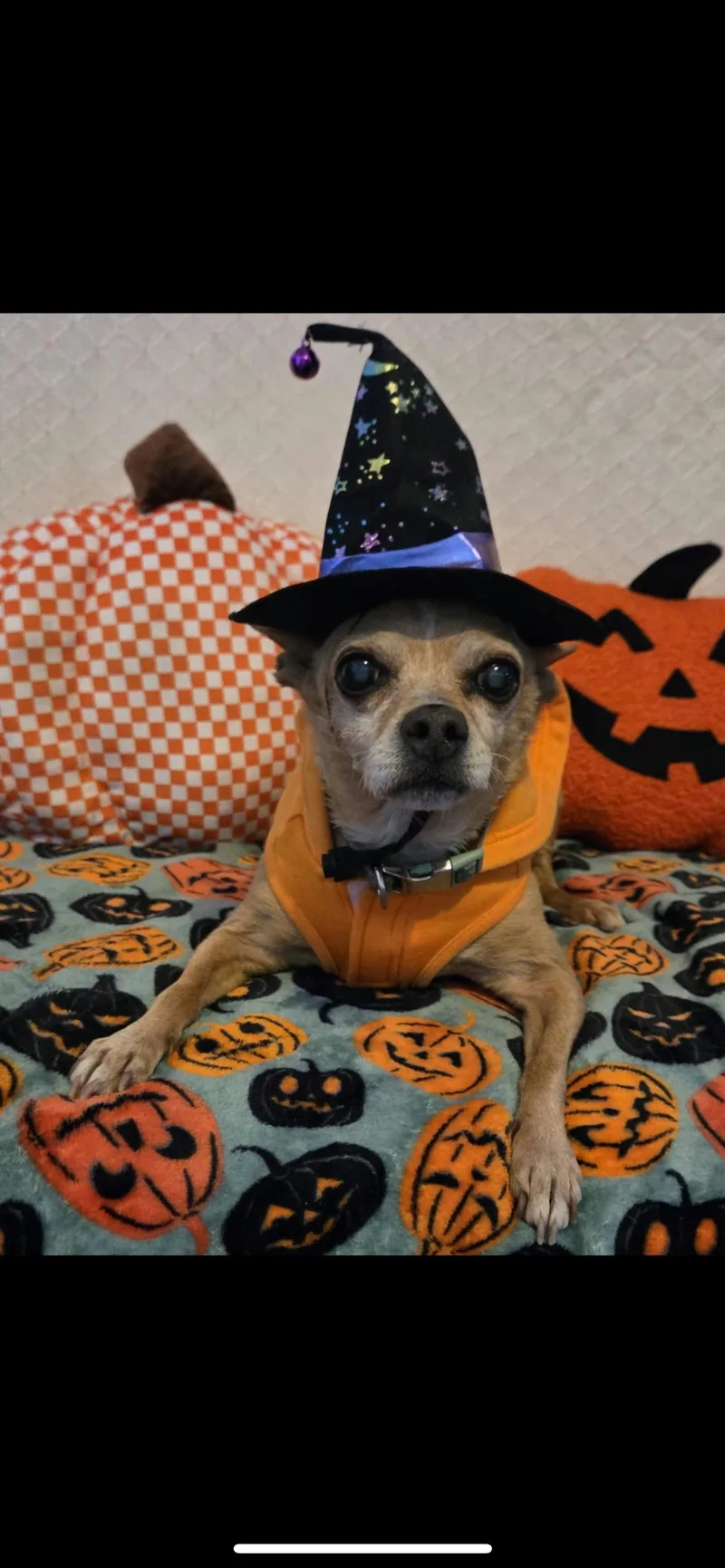 Gertrude thumbnail 3