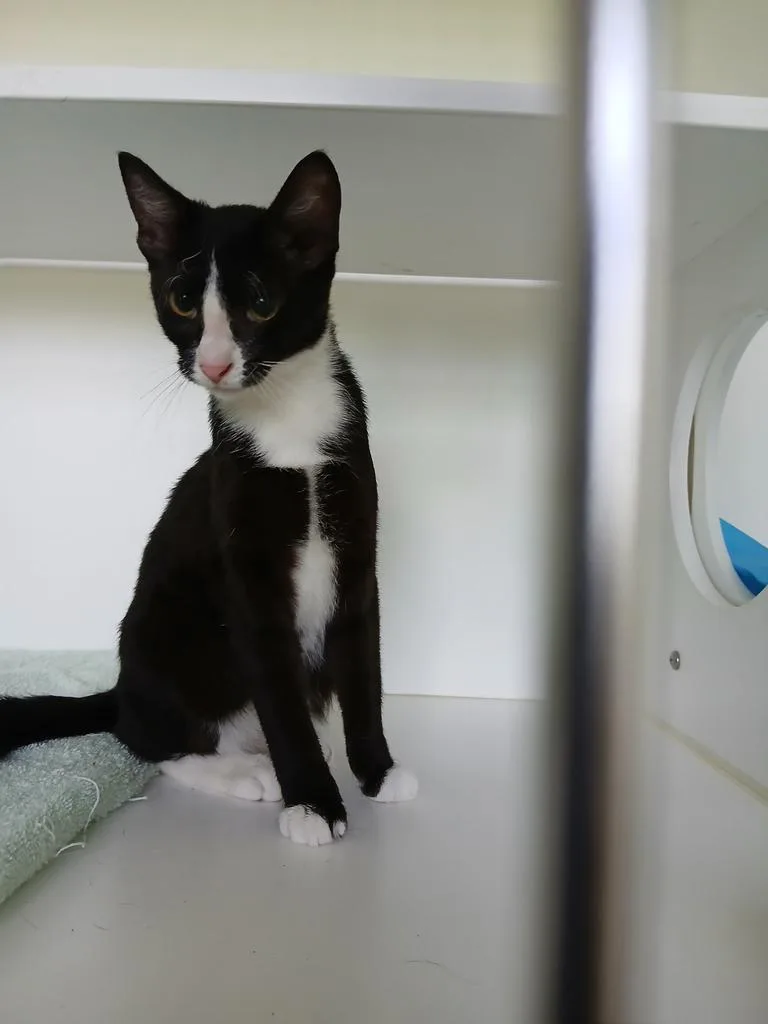 A baby small-sized female Domestic Short Hair cat named Smalls for adoption in Greenfield, IN
