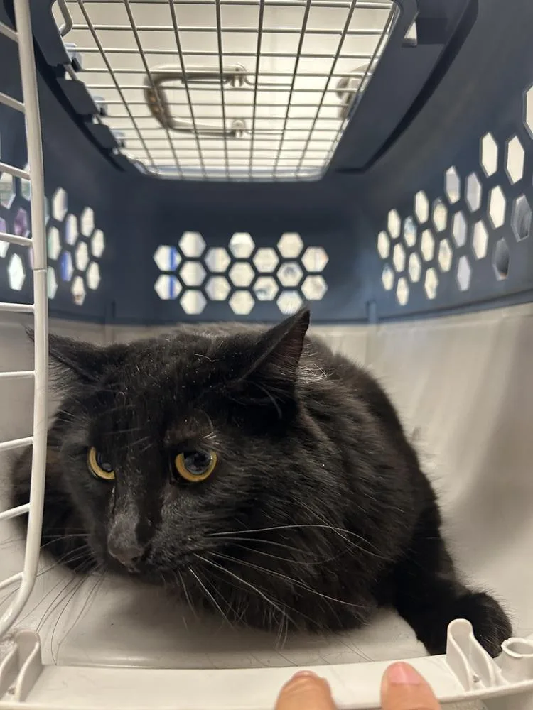 An adult large-sized male Black Domestic Long Hair cat named Sirius for adoption in Ontario, CA