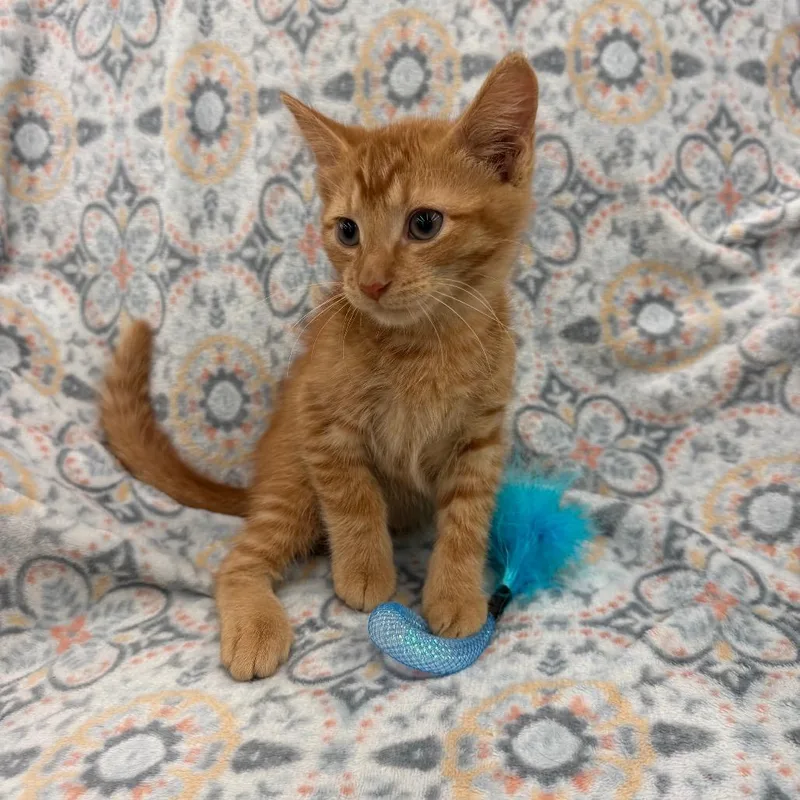 A baby small-sized male Orange / Red Domestic Short Hair cat named Neo Geo for adoption in Raleigh, NC