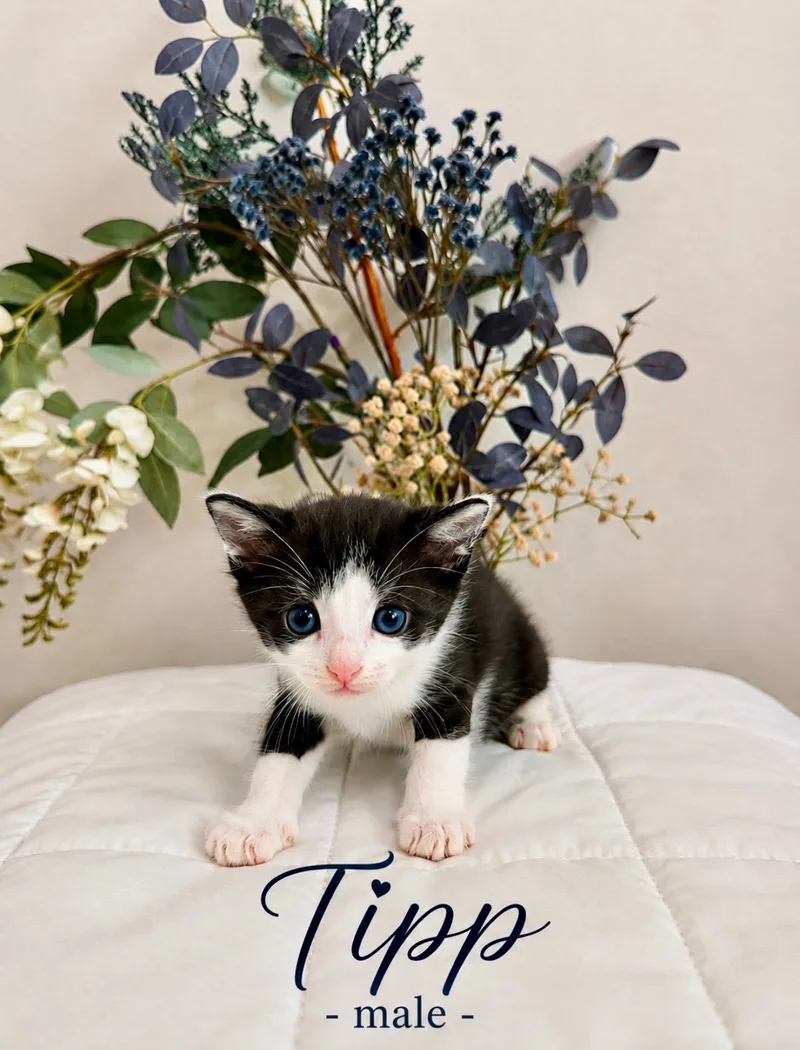 Tipp