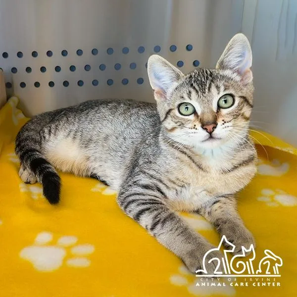 A young medium-sized female Domestic Short Hair cat named Leia for adoption in Irvine, CA