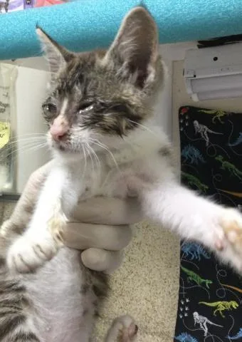 A baby small-sized female Domestic Short Hair cat named Sunshine for adoption in Riverside, CA