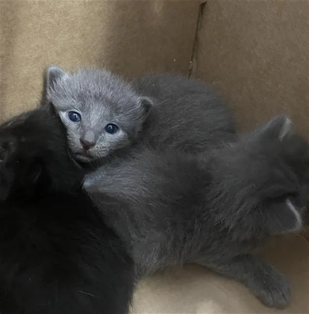 A baby medium-sized male Domestic Short Hair cat named Ezra for adoption in Dallas, TX