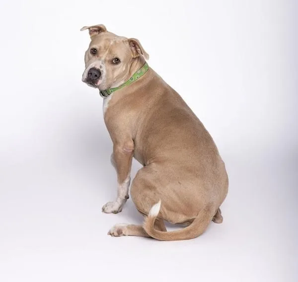 An adult large-sized female Mixed Breed dog named Lalita for adoption in Austin, TX
