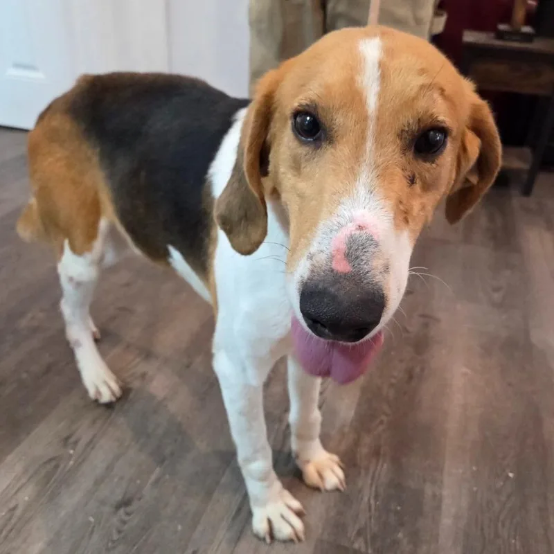 An adult large-sized male Yellow / Tan / Blond / Fawn Hound dog named Rhodes for adoption in Gloucester, VA