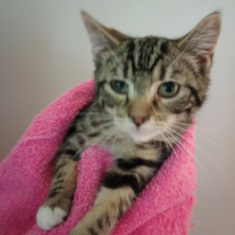 A baby medium-sized male Tabby (Gray / Blue / Silver) Domestic Short Hair cat named Beau for adoption in Rochester, NY