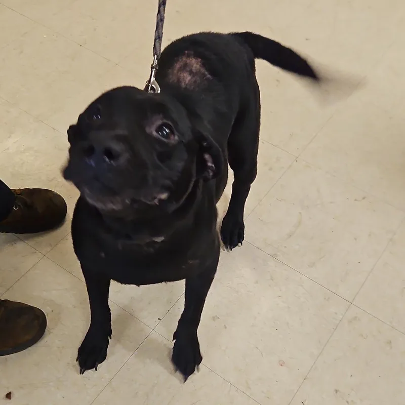 An adult medium-sized female Black Mixed Breed dog named Little Momma for adoption in Lake Panasoffkee, FL