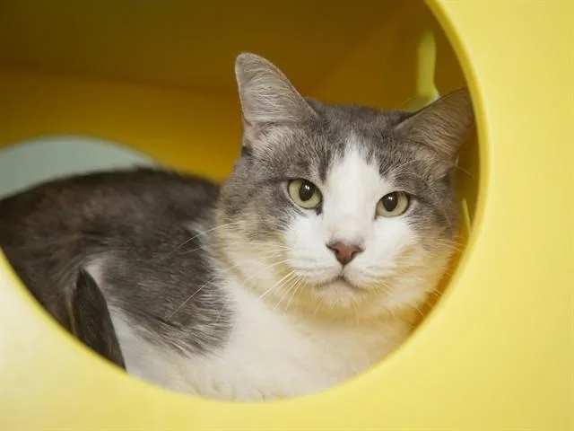 A young small-sized male Domestic Short Hair cat named Mcgrath for adoption in Phoenix, AZ
