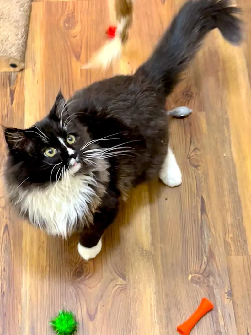 A young medium-sized male Domestic Long Hair cat named AMICI Bonded with for adoption in Fremont, CA