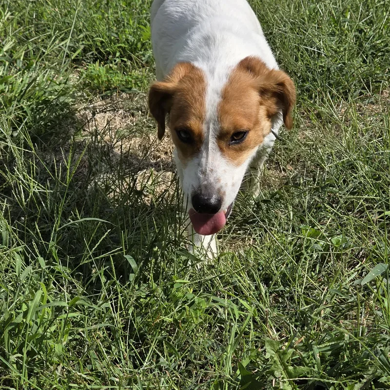 A young small-sized male Dachshund (Long Haired) dog named Sherlock for adoption in Evansville, WI