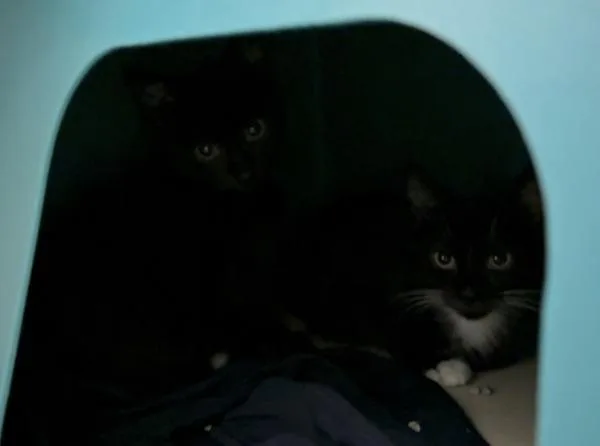 A baby small-sized male Domestic Short Hair cat named ChienPao for adoption in New York, NY
