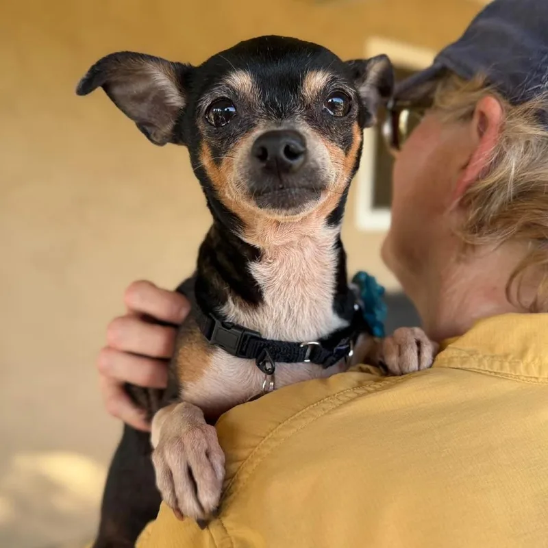 An adult small-sized female Black Chihuahua dog named Gidgy for adoption in Ramona, CA