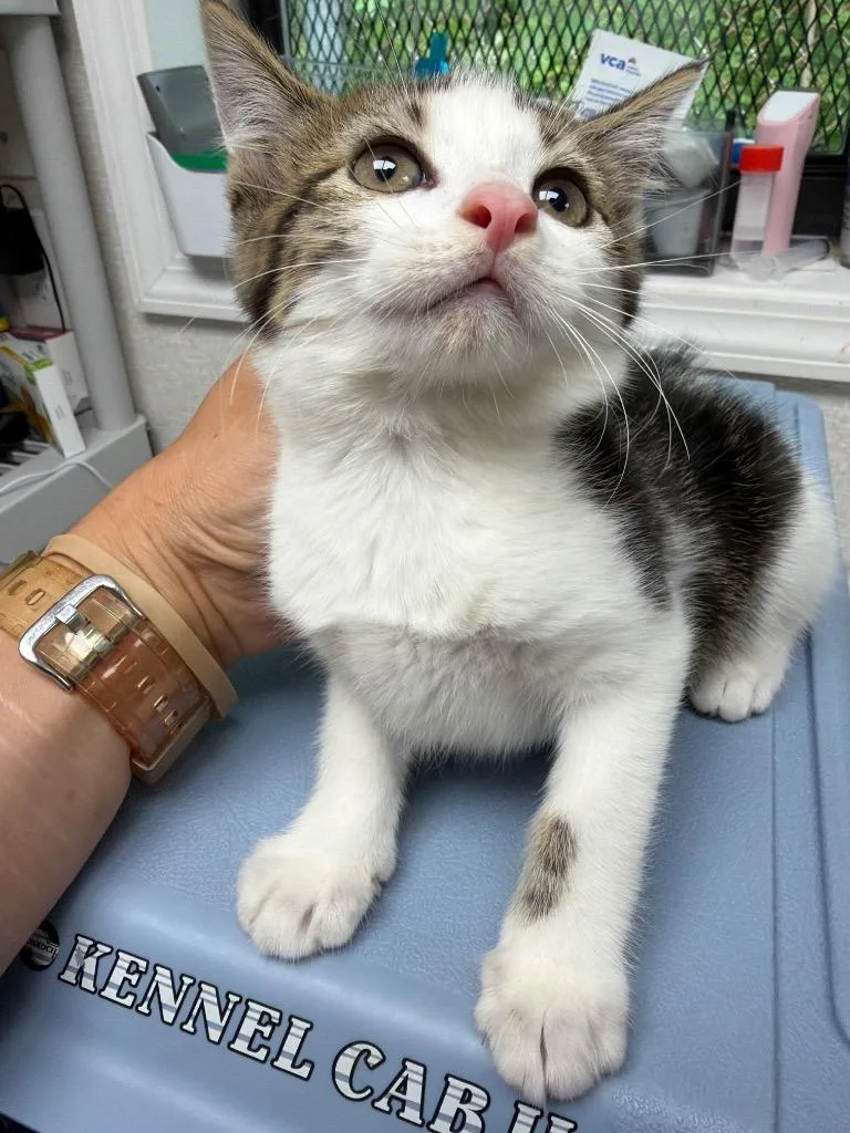 A baby medium-sized female Domestic Short Hair cat named Clover for adoption in Pomona, NY