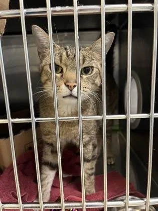 An adult medium-sized male Domestic Short Hair cat named Keith for adoption in Washington, DC