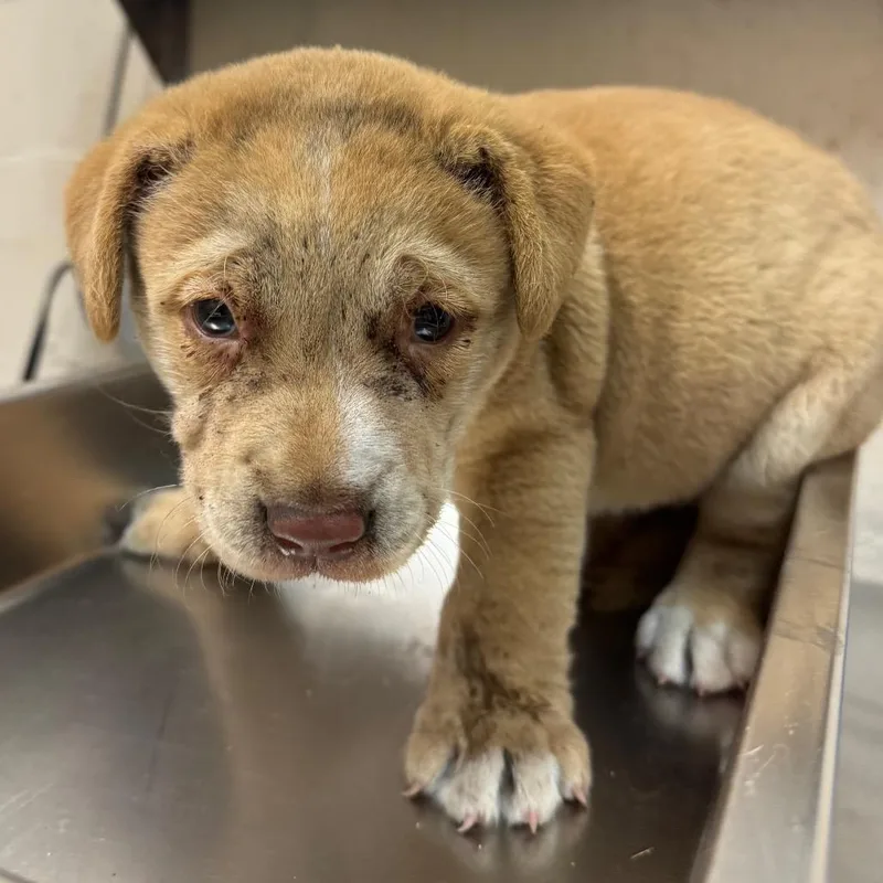 A baby small-sized male Labrador Retriever dog named Darren for adoption in Birmingham, AL