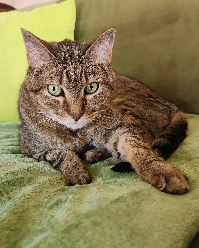 A senior large-sized male Tabby (Brown / Chocolate) Egyptian Mau cat named Mojo for adoption in Lincoln, NE