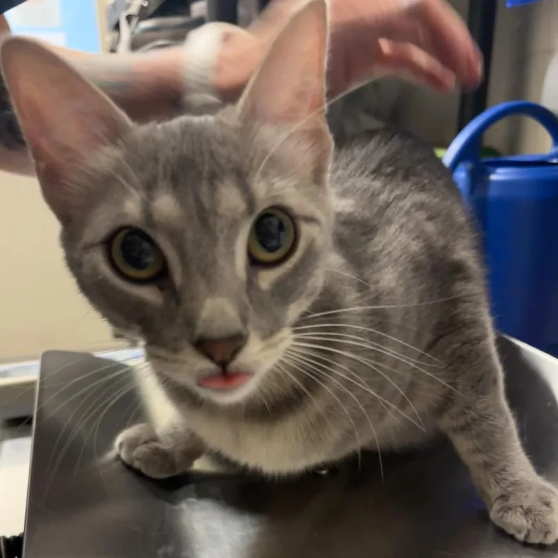 An adult medium-sized female Gray / Blue / Silver Domestic Short Hair cat named Mama Lisa for adoption in Council Bluffs, IA