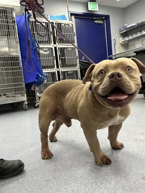 An adult medium-sized male Pit Bull Terrier dog named Toes for adoption in Bakersfield, CA