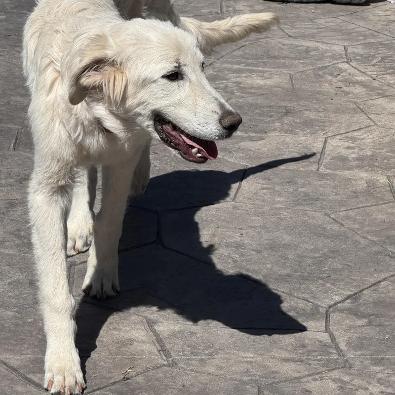 A young large-sized female White / Cream Golden Retriever dog named Hailey for adoption in O'Fallon, MO