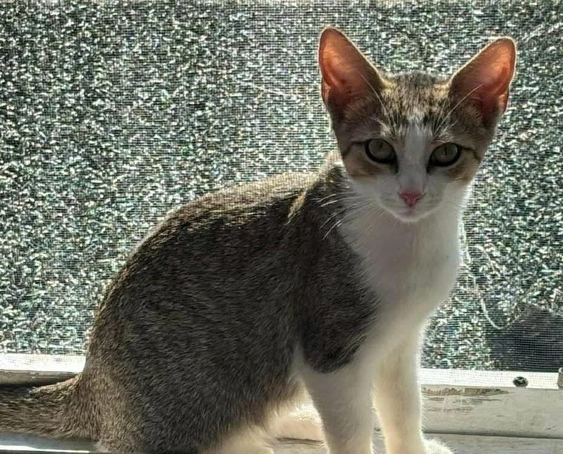 A baby small-sized male Domestic Short Hair cat named Jimmie for adoption in Chicago, IL