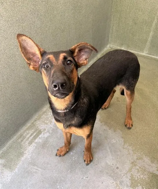 A young medium-sized female Belgian Shepherd / Malinois dog named Dixie for adoption in Castaic, CA