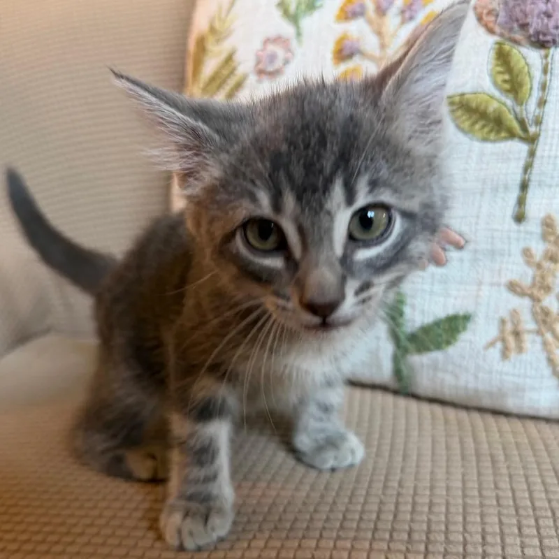 A baby small-sized female Gray / Blue / Silver Domestic Short Hair cat named Mel for adoption in Flower Mound, TX