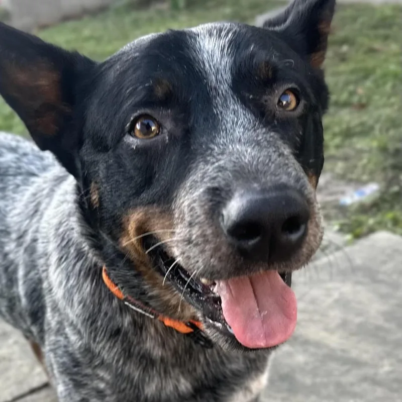 An adult medium-sized male Gray / Blue / Silver Australian Cattle Dog / Blue Heeler dog named Dewey for adoption in New Orleans, LA