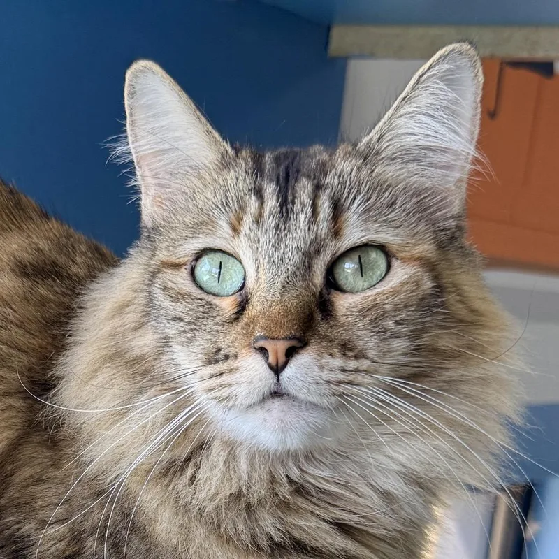 An adult medium-sized female Brown / Chocolate Domestic Long Hair cat named Guinevere for adoption in Palm Springs, CA