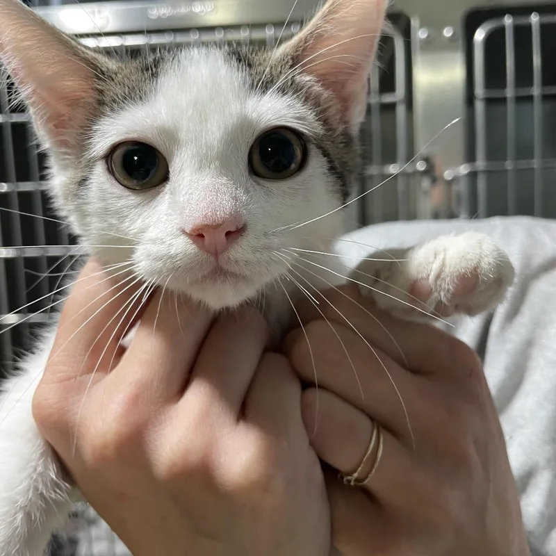 A baby small-sized female Gray / Blue / Silver Domestic Short Hair cat named Katrina for adoption in Newport, NC