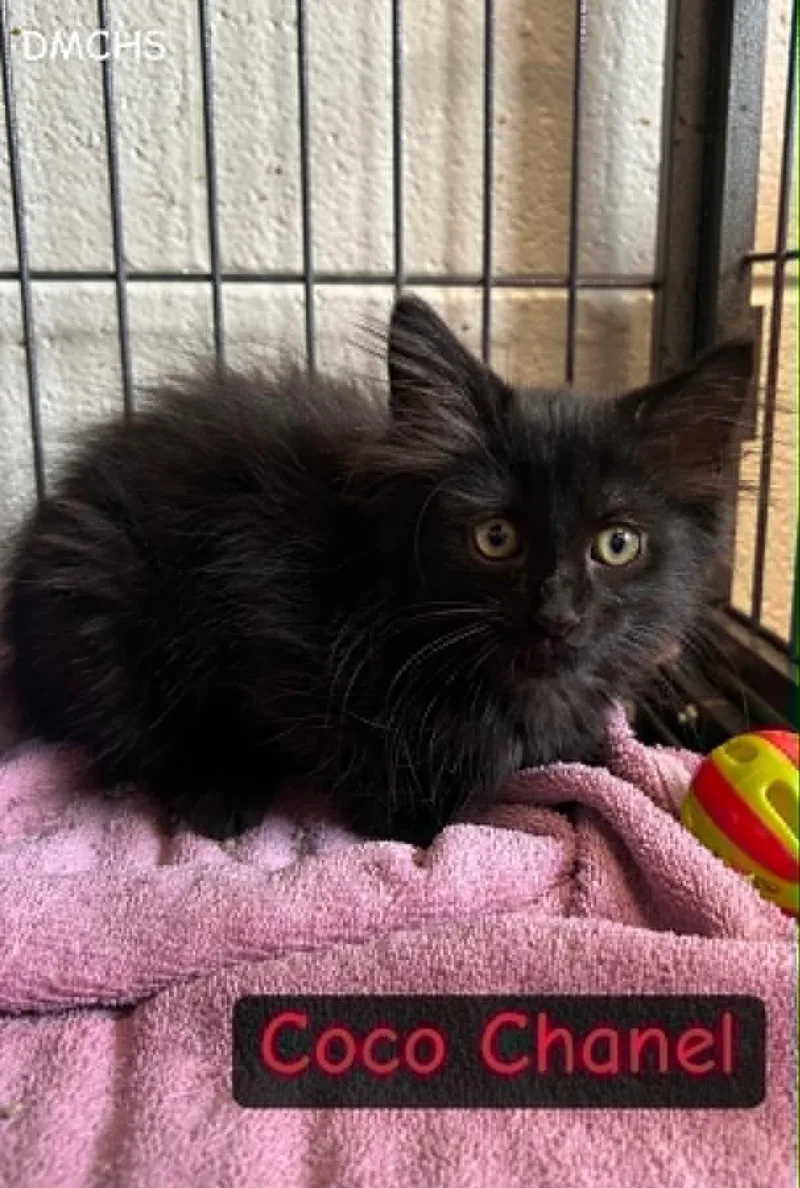 A baby small-sized female Black Domestic Long Hair cat named Coco Chanel for adoption in Burlington, IA