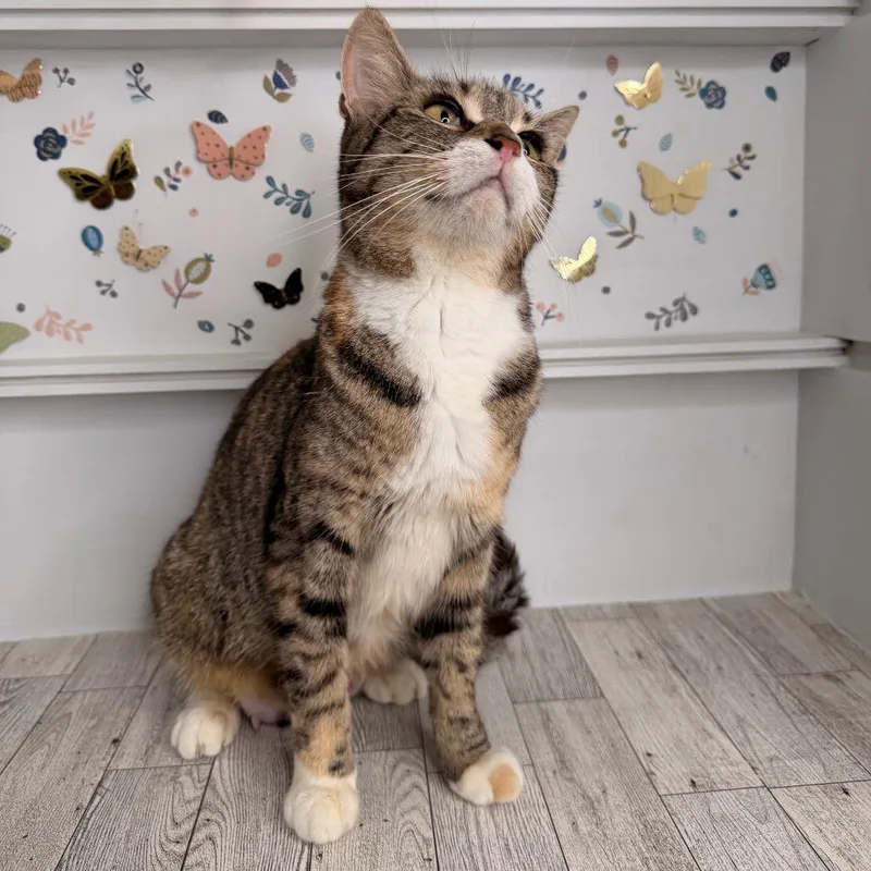 A young medium-sized female Torbie Domestic Short Hair cat named Pierogi for adoption in Pasadena , MD