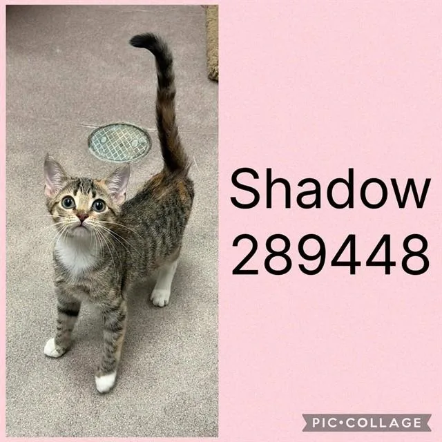 A baby small-sized female Domestic Short Hair cat named Shadow for adoption in Macon, GA