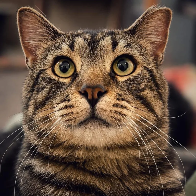 An adult large-sized male Domestic Short Hair cat named Homer for adoption in Smicksburg, pa 16256, PA