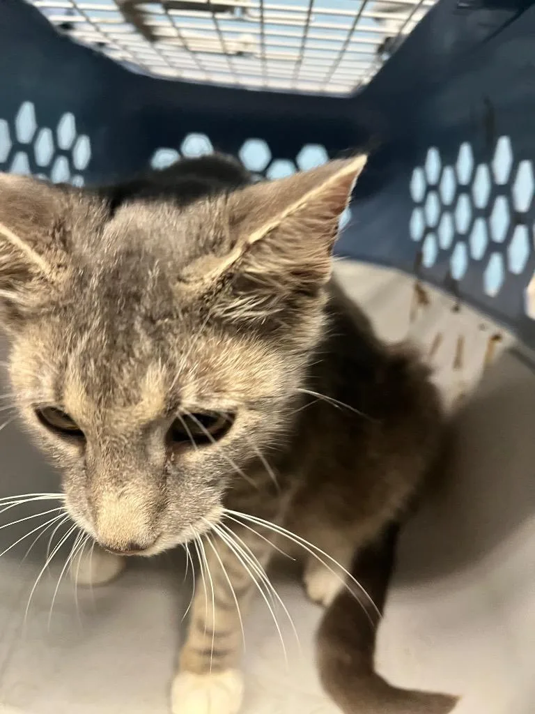 A young medium-sized female Domestic Short Hair cat named Ms. Puff for adoption in Benton, AR