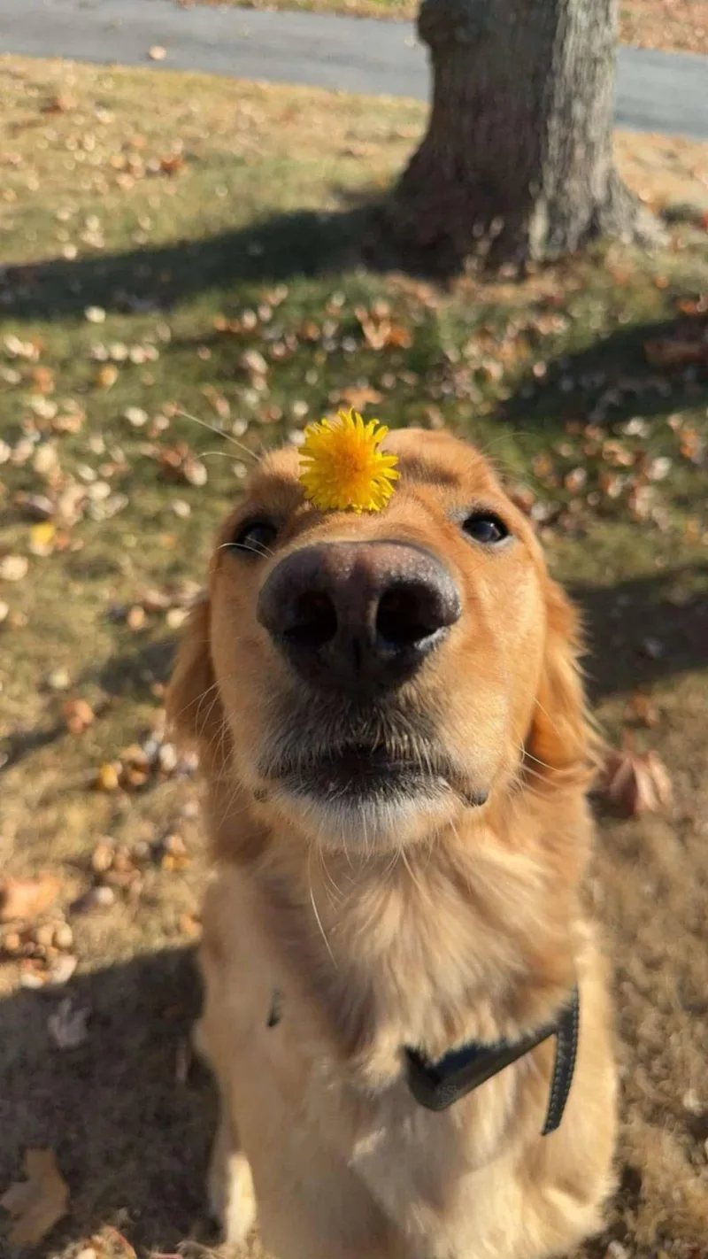 An adult medium-sized male Golden Retriever dog named Chief for adoption in Acushnet, MA