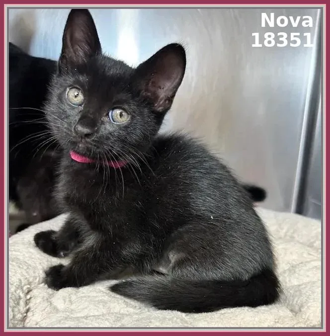 A baby medium-sized female Black Domestic Short Hair cat named Nova for adoption in Marietta, GA