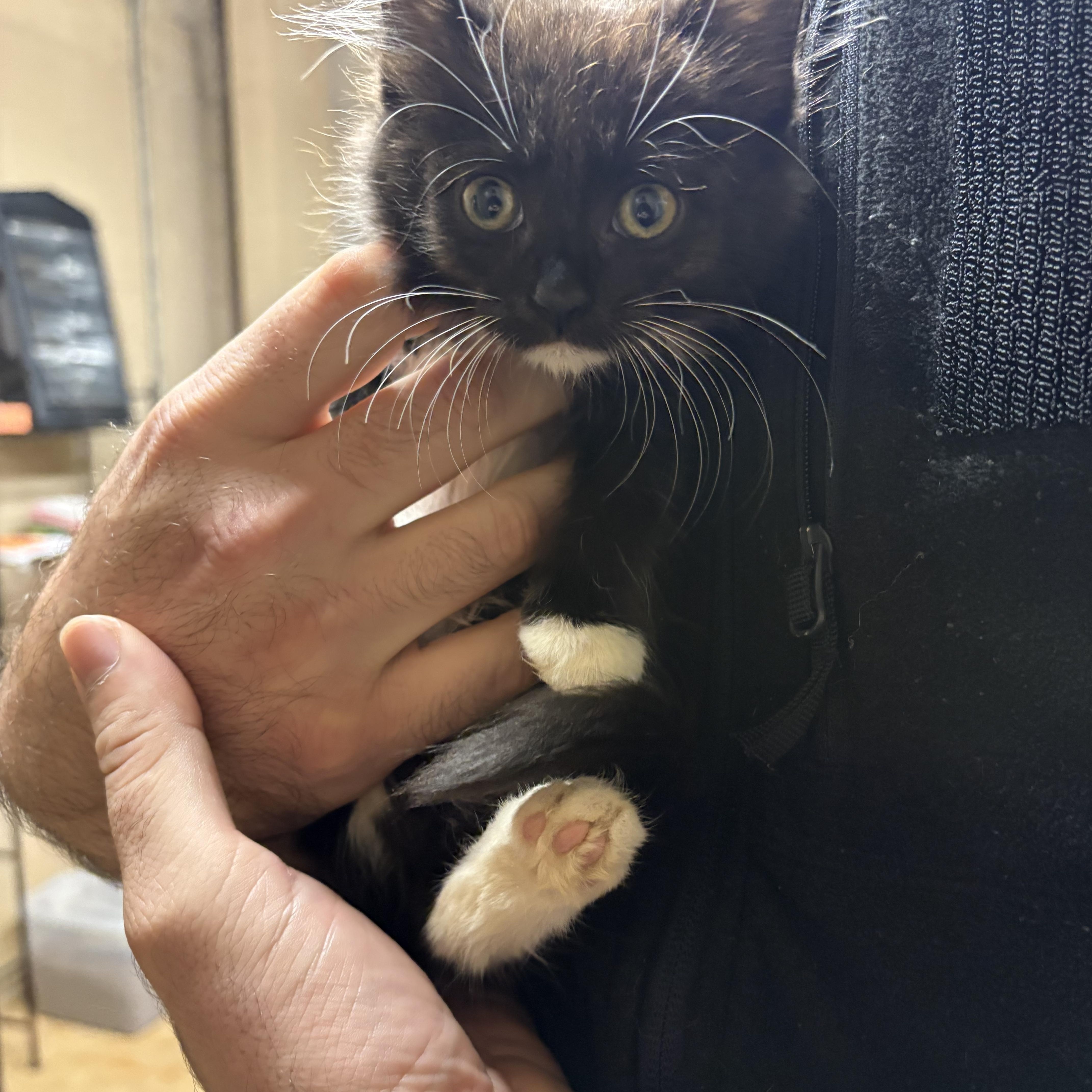 A baby medium-sized male Black & White / Tuxedo Domestic Medium Hair cat named Tux for adoption in Monticello, GA