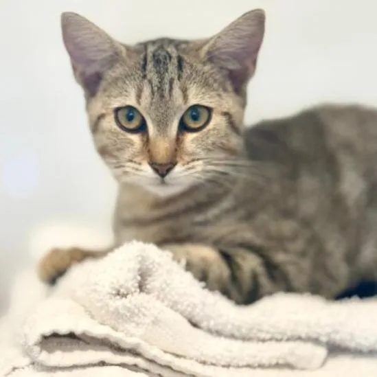 An adult medium-sized female Brown / Chocolate Domestic Short Hair cat named Sunshine for adoption in Chapel Hill, NC