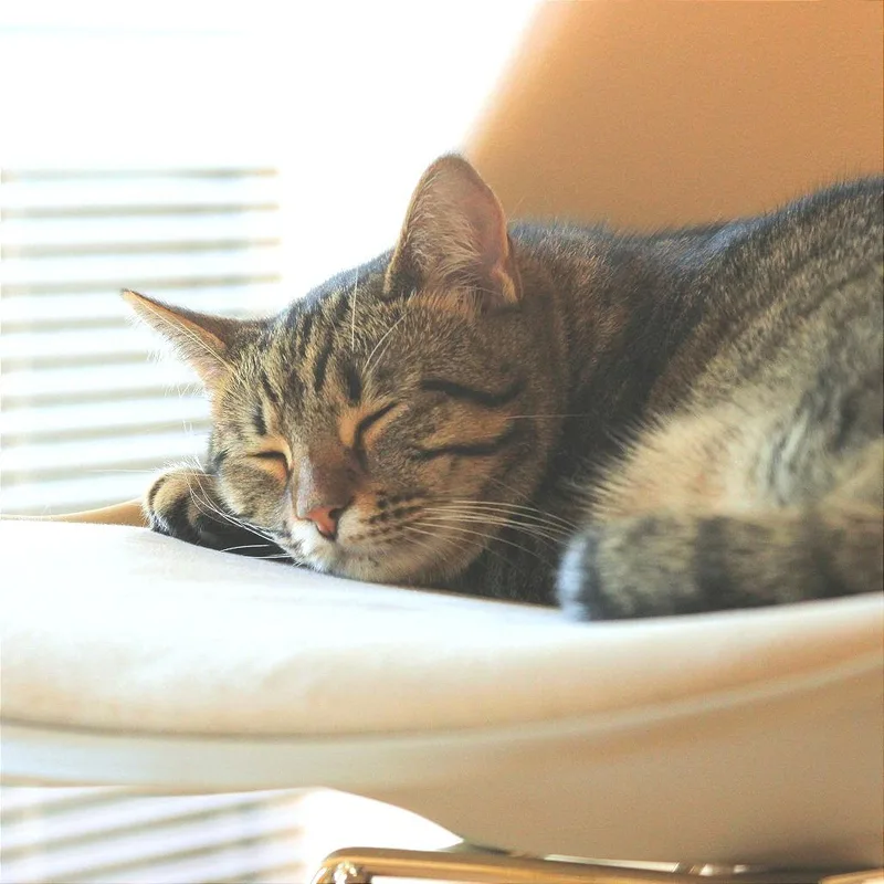 Sunshine thumbnail 3