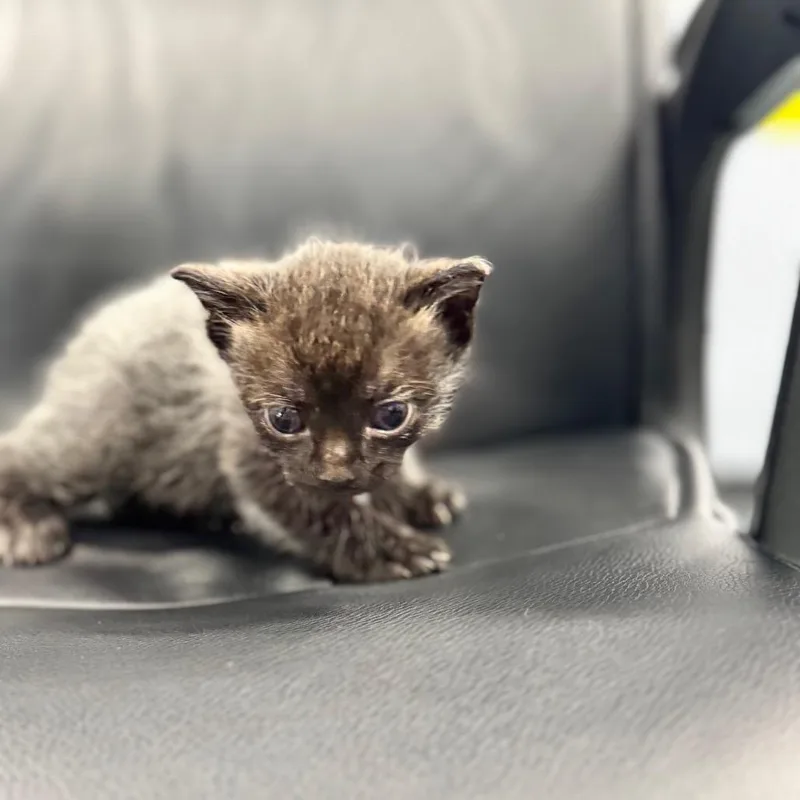 A baby small-sized male Siamese cat named Kazmir for adoption in Chico, CA
