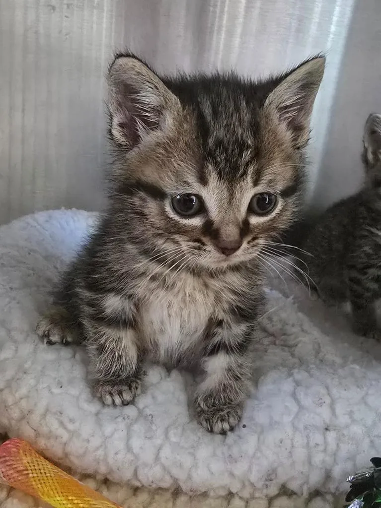 A baby medium-sized male Domestic Short Hair cat named G Corduroy for adoption in Ashland, WI