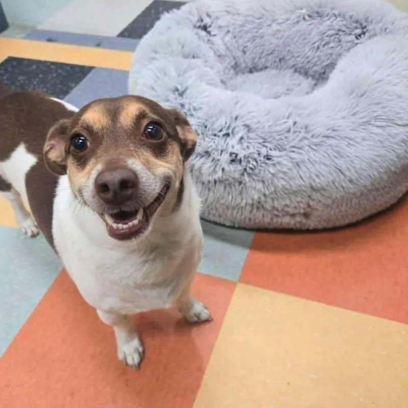 An adult small-sized male Brown / Chocolate Jack Russell Terrier dog named Chowder for adoption in San Francisco, CA
