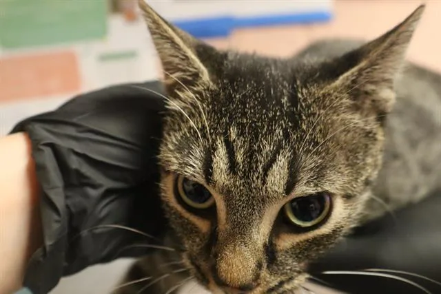 A young medium-sized female Domestic Short Hair cat named Nini for adoption in Columbia, SC
