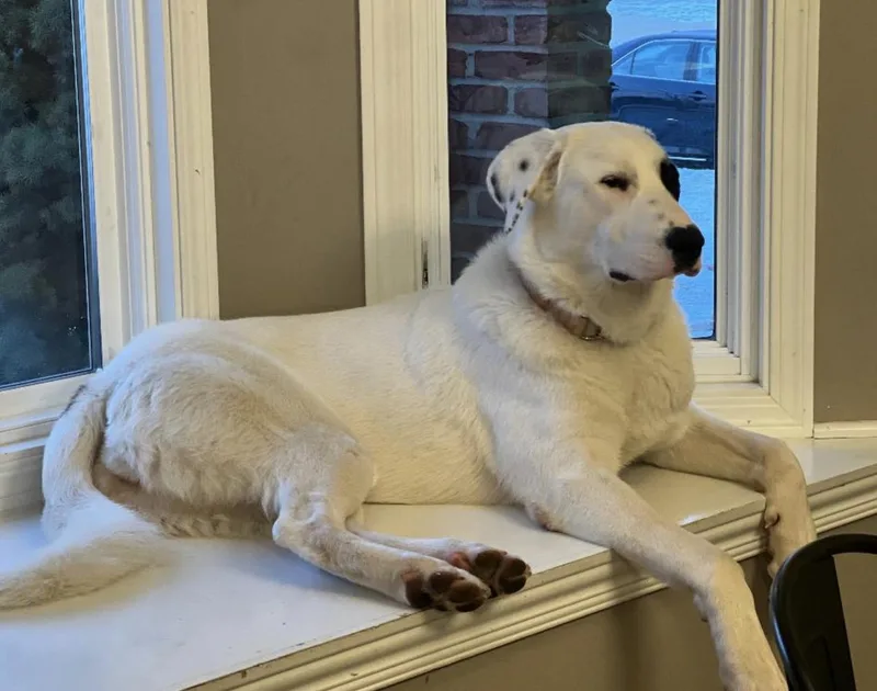 Daisy Mae thumbnail 5