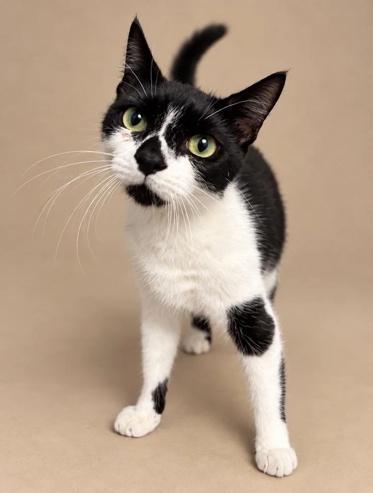 An adult medium-sized female Black & White / Tuxedo Domestic Short Hair cat named Marie Curie for adoption in Statesboro, GA
