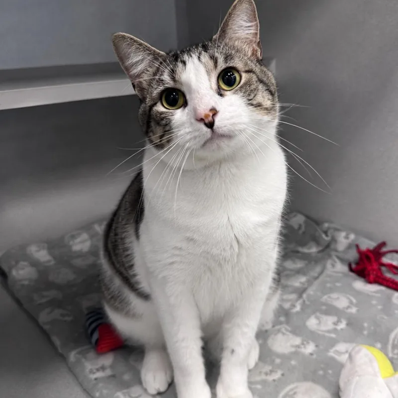 An adult large-sized male Domestic Short Hair cat named Budweiser for adoption in Mount Vernon, IN