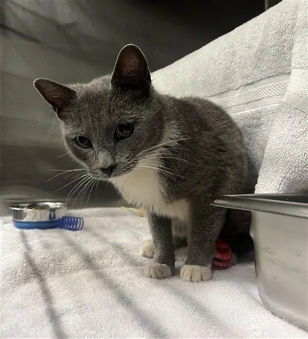 A young medium-sized female Domestic Short Hair cat named Zirconia for adoption in Derwood, MD