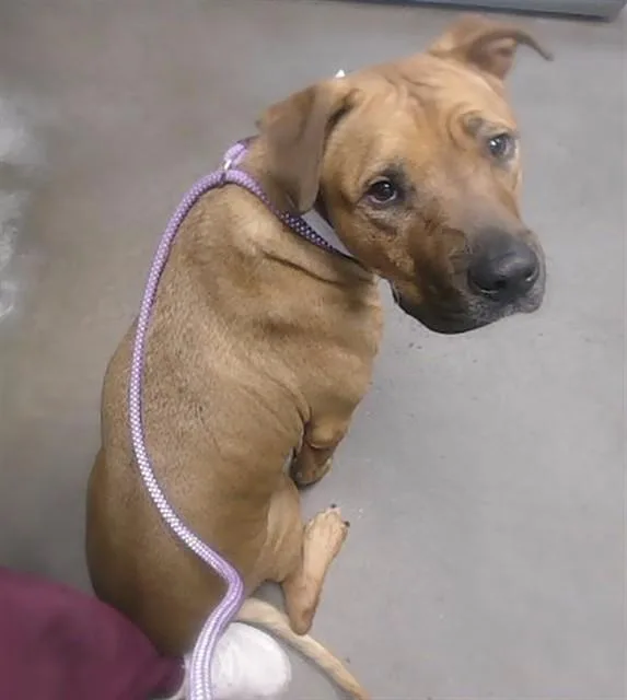 An adult large-sized male Pit Bull Terrier dog named Buck for adoption in Phoenix, AZ